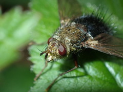 Epalpus