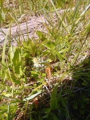 Platanthera dilatata albiflora