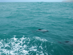 Cephalorhynchus hectori
