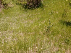 Platanthera dilatata albiflora