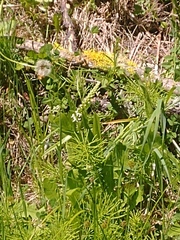 Platanthera dilatata albiflora