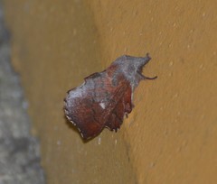 Phyllodesma occidentis