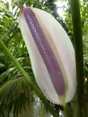 Anthurium formosum