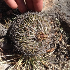 Echinofossulocactus phyllacanthus