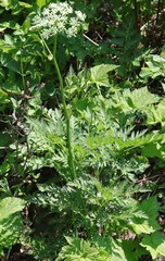 Ligusticum canbyi