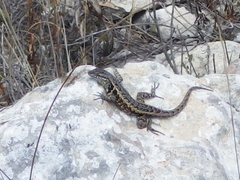 Sceloporus parvus