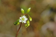 Drosera rotundifolia