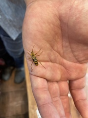 Chlorophorus quinquefasciatus