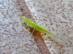 Phlugis ocraceovittata