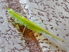 Phlugis ocraceovittata