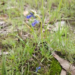 Salvia filifolia