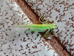 Phlugis ocraceovittata