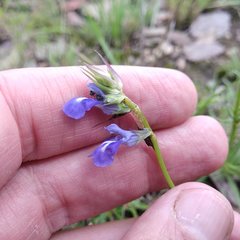 Salvia filifolia