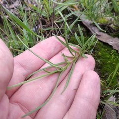Salvia filifolia