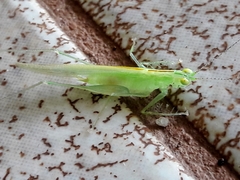 Phlugis ocraceovittata