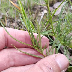 Salvia filifolia