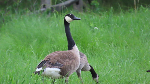 Canada Goose photographed in Wisconsin