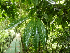 Anthurium pentaphyllum