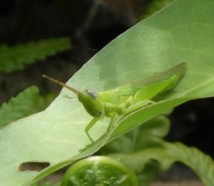 Stenacris vitreipennis