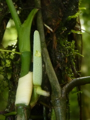 Anthurium pentaphyllum