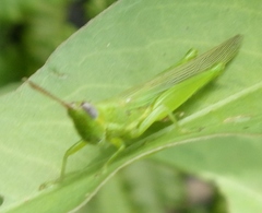 Stenacris vitreipennis