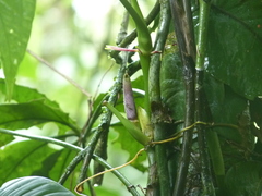Anthurium pentaphyllum