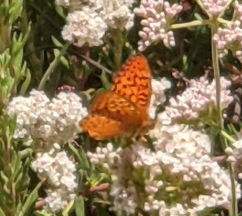 Unsilvered Fritillary photo 2