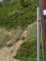 Marmota flaviventris