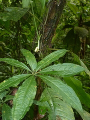 Anthurium pentaphyllum