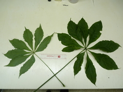 Anthurium pentaphyllum