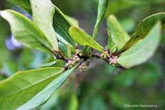 Azara integrifolia