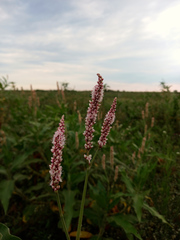 Persicaria hispida