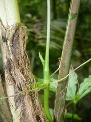 Anthurium pentaphyllum