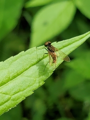 Chrysopilus proximus