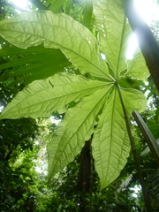 Anthurium pentaphyllum