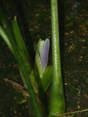 Anthurium pentaphyllum