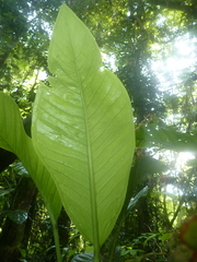 Anthurium ramonense