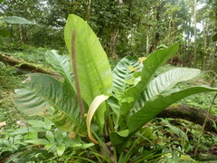 Anthurium ramonense
