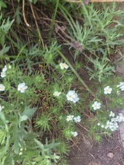 Leptosiphon nuttallii