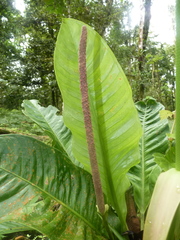 Anthurium ramonense