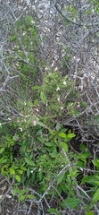 Bouvardia erecta