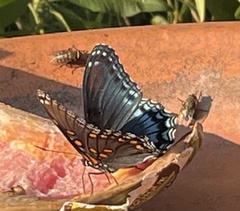 Limenitis arthemis astyanax