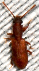 Silvanoprus angusticollis