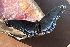 Limenitis arthemis astyanax