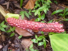 Anthurium ramonense