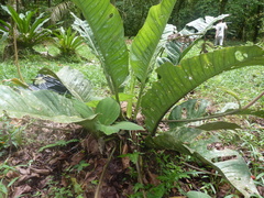 Anthurium ramonense