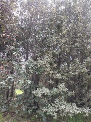 Quercus crassifolia