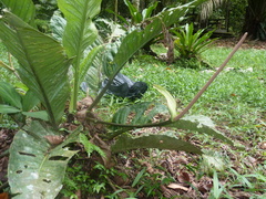 Anthurium ramonense