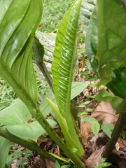 Anthurium ramonense