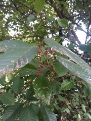 Frangula capreifolia